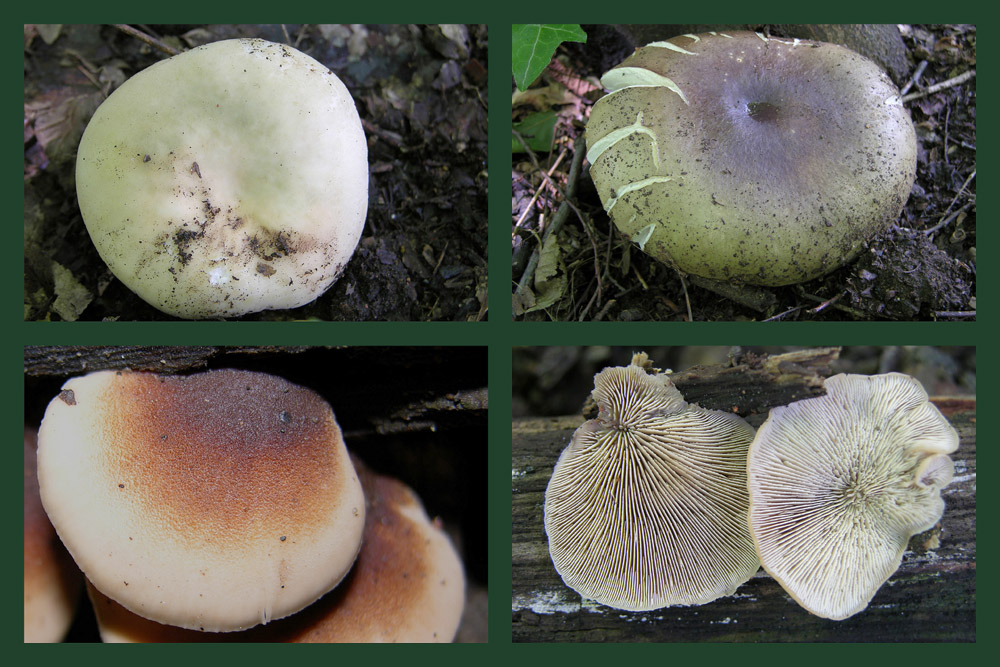 Ritrovamenti 19 giugno 2011.